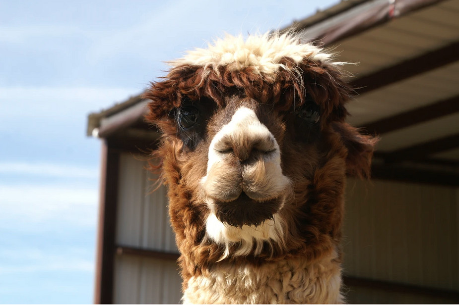 February ends with a bonus day, which means Newcastle's Magnolia Blossom Ranch alpaca farm is kicking off March with a free day. Photo courtesy Magnolia Blossom Ranch