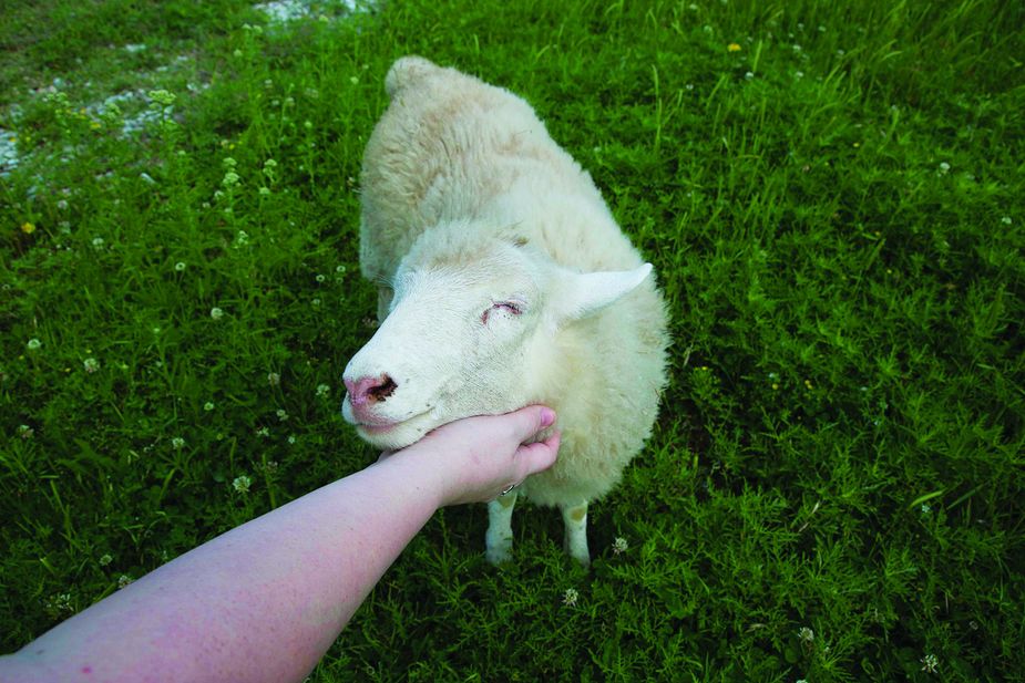 Adeline the lamb and her best friend Hope the goat travel the state as animal ambassadors for the 1 Day Ranch.