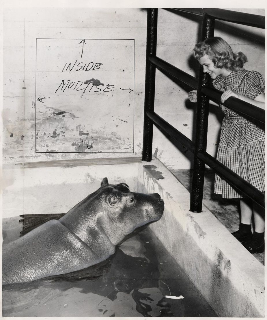 Gayla Peevey meets Mathilda the hippopotamus at the Oklahoma City Zoo in this marked-up photo from 1953. Photo courtesy Oklahoma Publishing Co./Oklahoma Historical Society