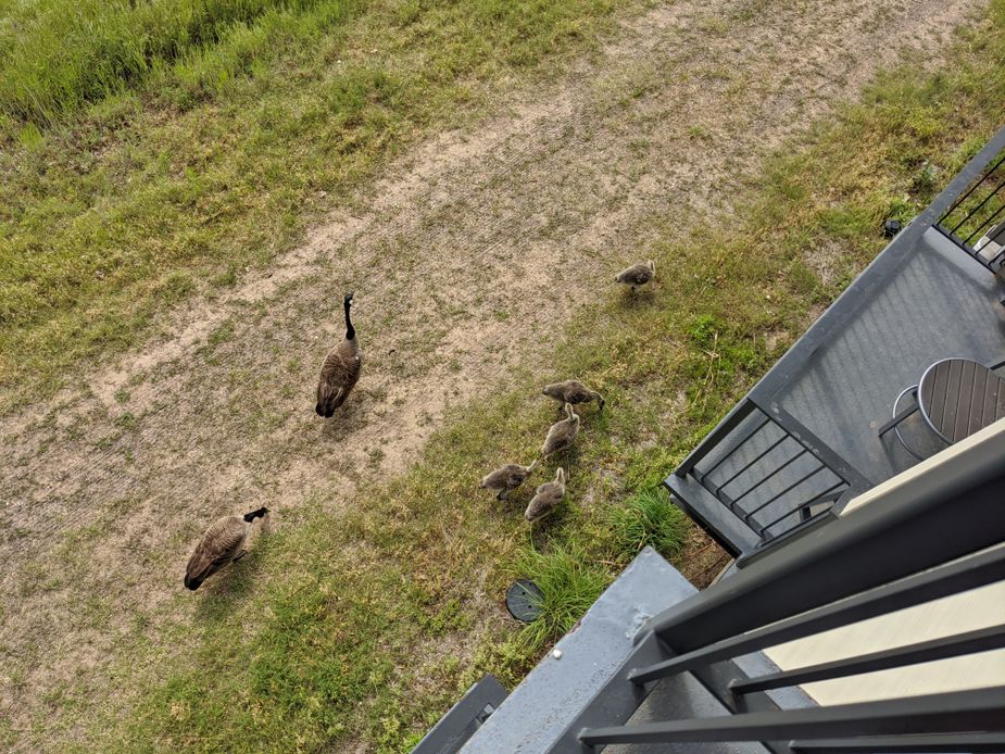 Geese are frequent visitors to Lake Murray Lodge. Photo by Greg Elwell