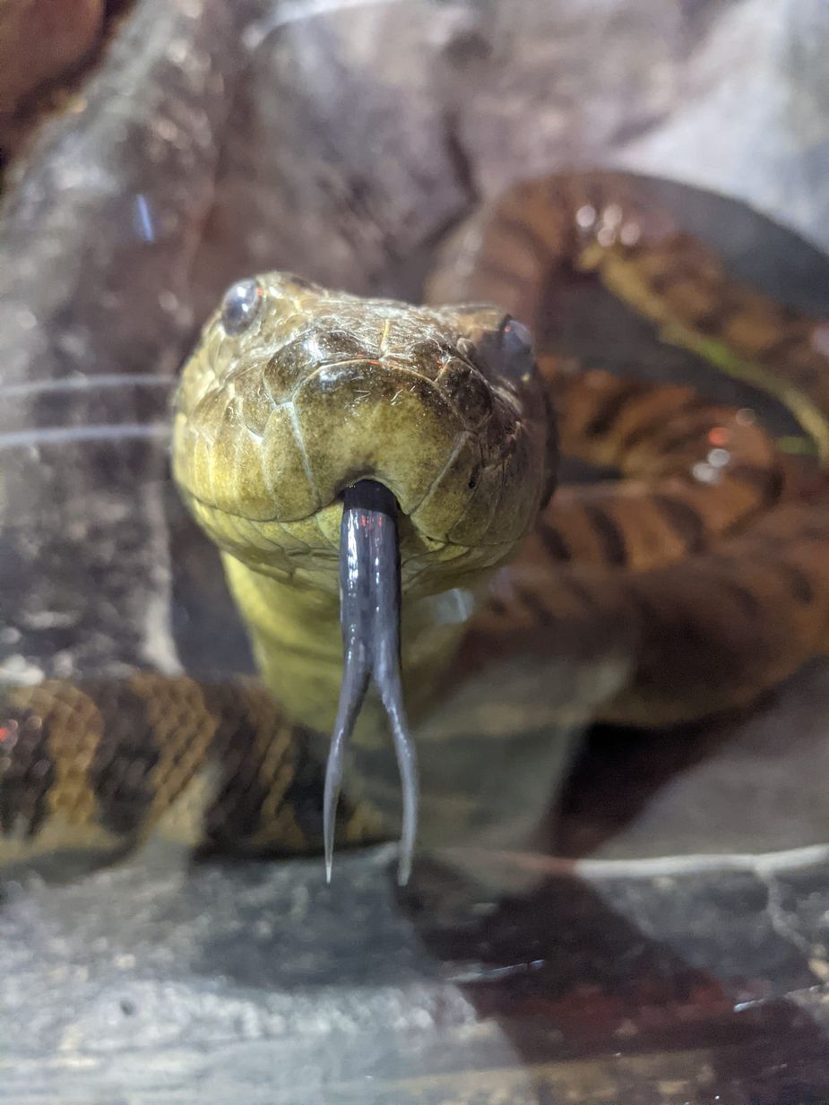 See this green anaconda get its routine wellness exam at the Oklahoma City Zoo during a Facebook livestream Thursday. Photo by Rae Karpinski
