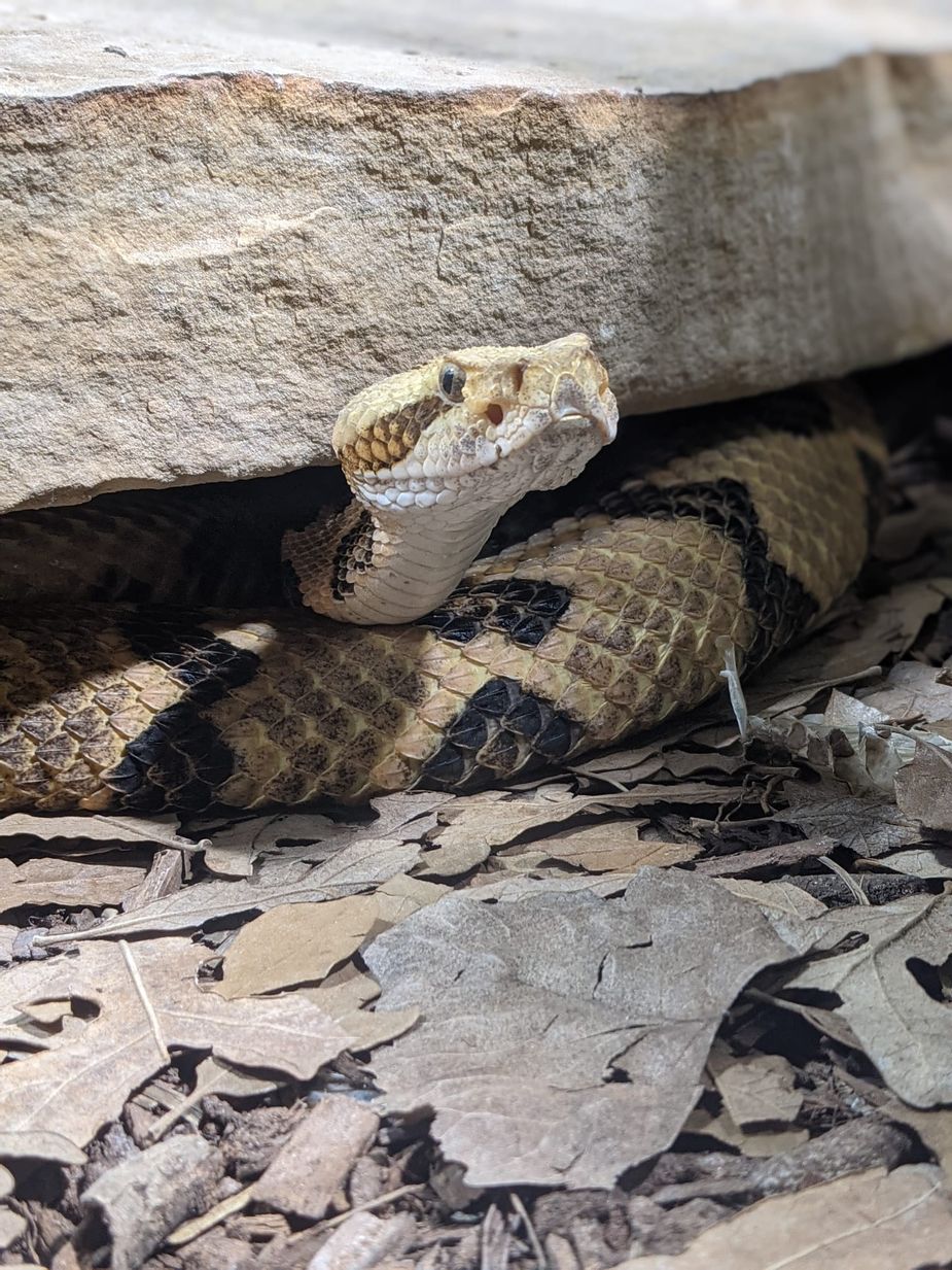 Just to be clear, this was not the rattlesnake we saw. This is the Oklahoma City Zoo's timber rattlesnake. Photo by Rae Karpinski