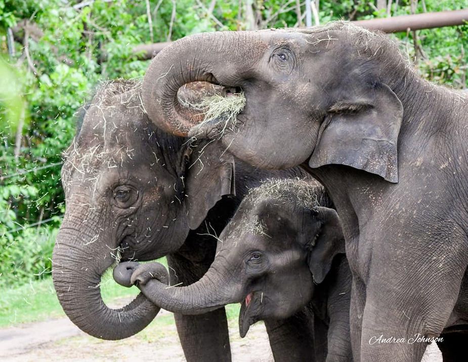 The Oklahoma City Zoo's Asian elephant herd  Photo by Andrea Johnson