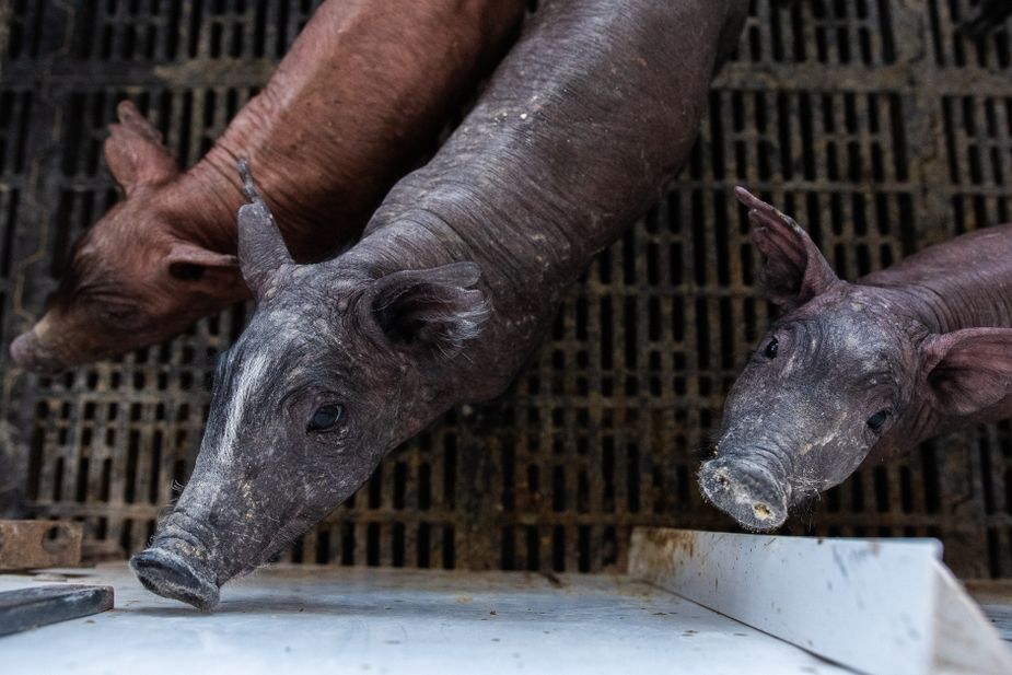  Scissortail Steading in Morrison is the only facility in Oklahoma to raise Iberico hogs. Photo by Whitney Bryen