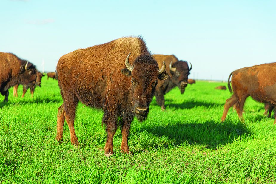 Bison grazing lands actually can help fight climate change, as properly maintained grasslands trap carbon and redistribute it into the soil. Photo by Brent Fuchs