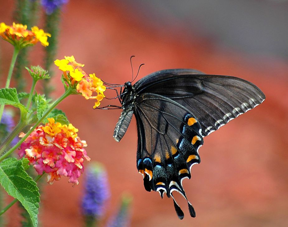 Oklahoma's state butterfly is the black swallowtail. Photo by Paul Brennan