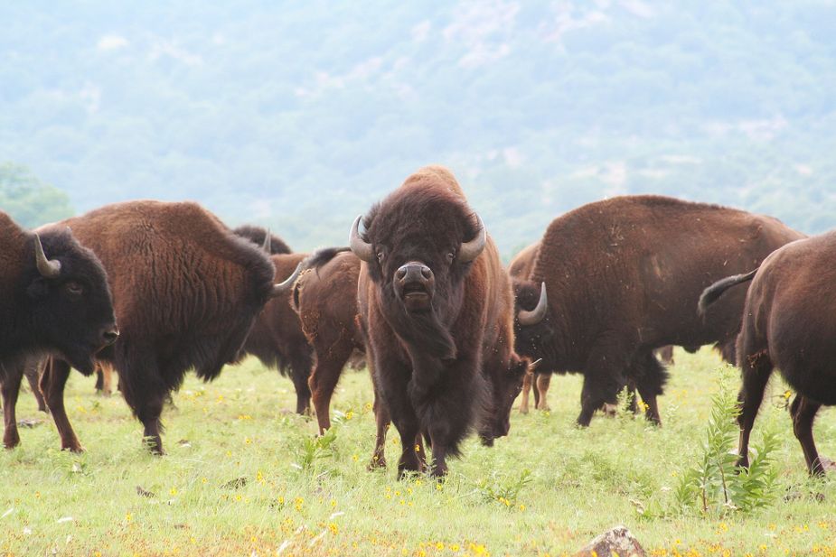 Those in the Oklahoma City area can get a glimpse of the state animal without much of a drive at the Oklahoma Bison Association Sale at the State Fairgrounds. Photo courtesy Pixabay