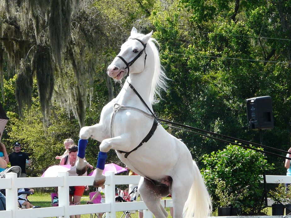 A Lipizzaner rears up on its hind legs. Photo by Sylvia Blimes