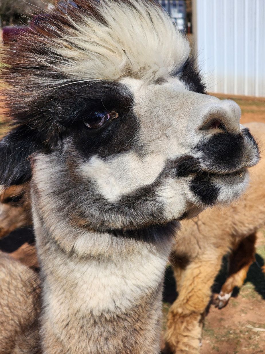 Who thought farm life could be so glamorous? None of us windswept humans looked this good. Photo courtesy Lyndsey Coffee