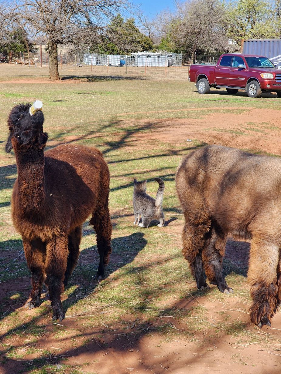 The alpacas at Magnolia aren't shy about eating. They'll take the cup right out of your hands if you don't maintain a good grip. Photo courtesy Lyndsey Coffee