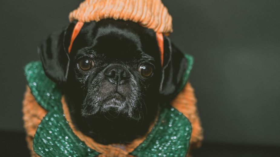 Dress your dog for the fall, the ball, or for anything at all during Barksgiving in Ardmore. Photo courtesy Pixabay