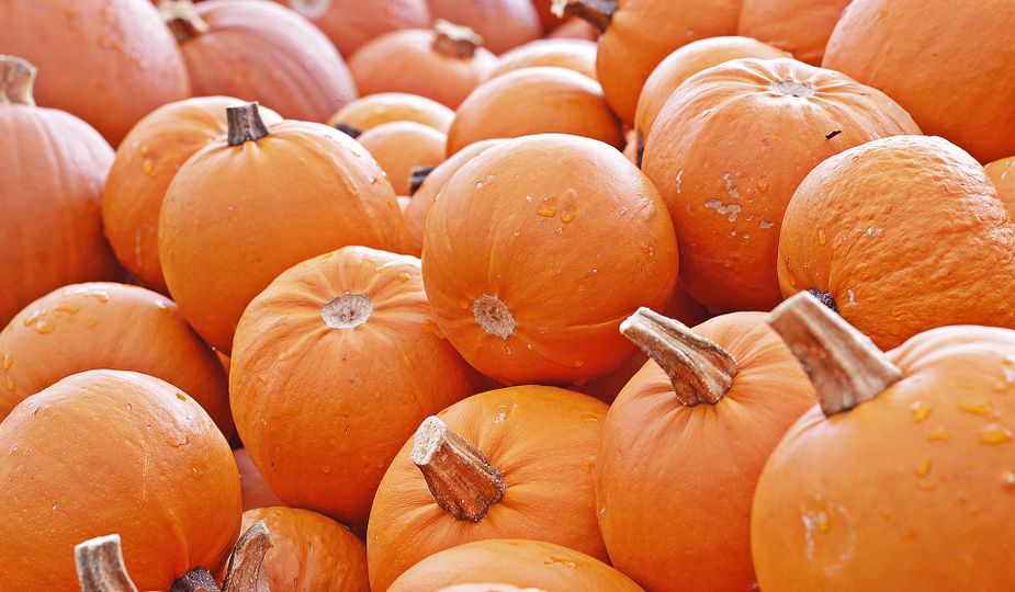 Pump(kin) up the jams at Pleasant Valley Farms' Winter Squash and Pumpkin Festival in Sand Springs.
