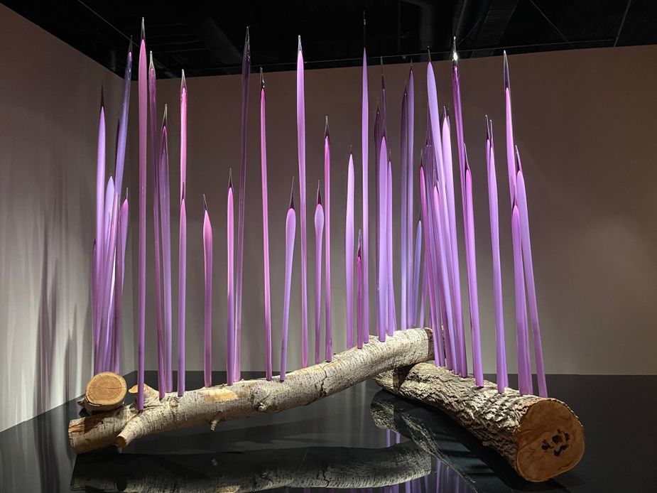 Neodymium Reeds, a blown glass sculpture by Dale Chihuly in the Oklahoma City Museum of Art's permanent collection, now on display in the exhibit Chihuly Then and Now: The Collection at Twenty. Photo by Kiersten Stone