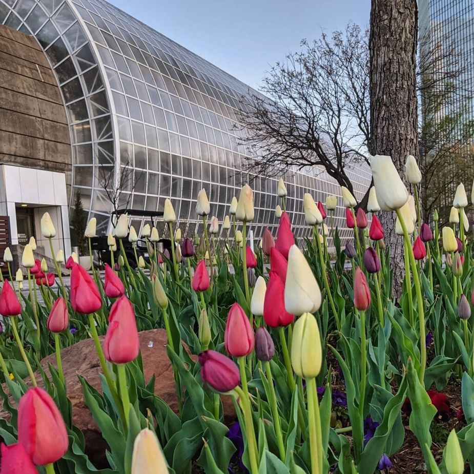 The vibrant colors of spring decorate Oklahoma City's Myriad Botanical Gardens during the Tulip Festival, beginning this Saturday and lasting through April 5. Photo courtesy Myriad Botanical Gardens