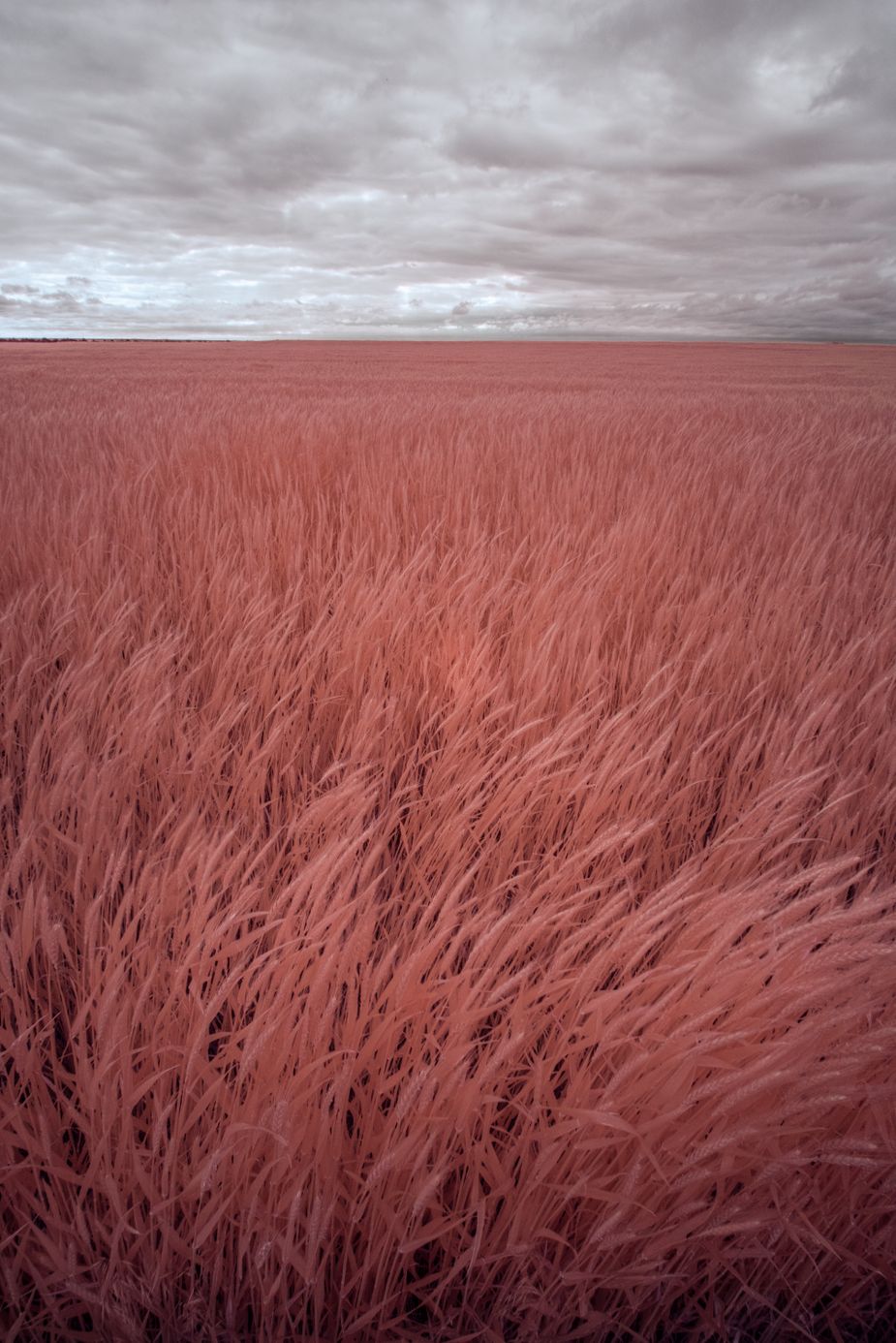 In David Joshua Jennings' photographs taken with an infrared camera, green plants show up in shades of pink and orange. This scene was captured near Geronimo in Comanche County.